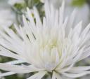 One bloom among the rest