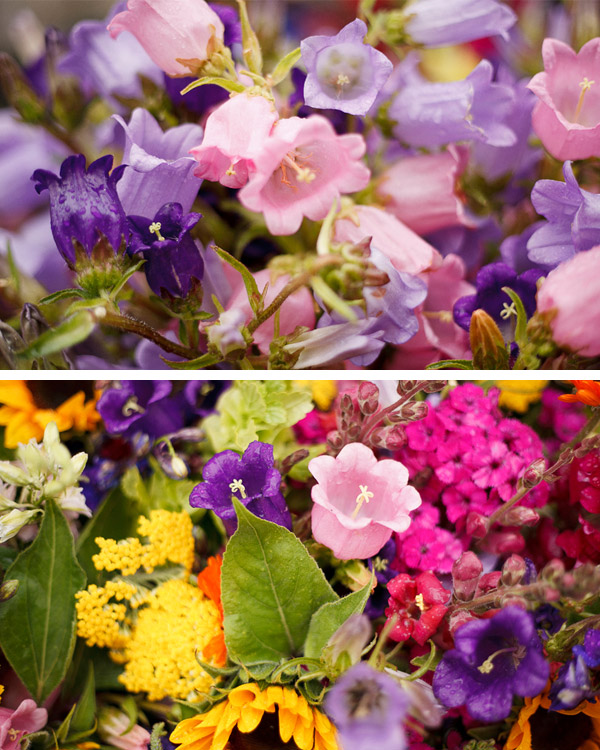 Bouquet of Flowers